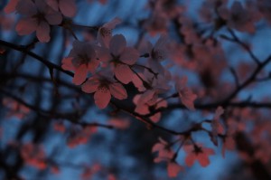富山　夜桜　春